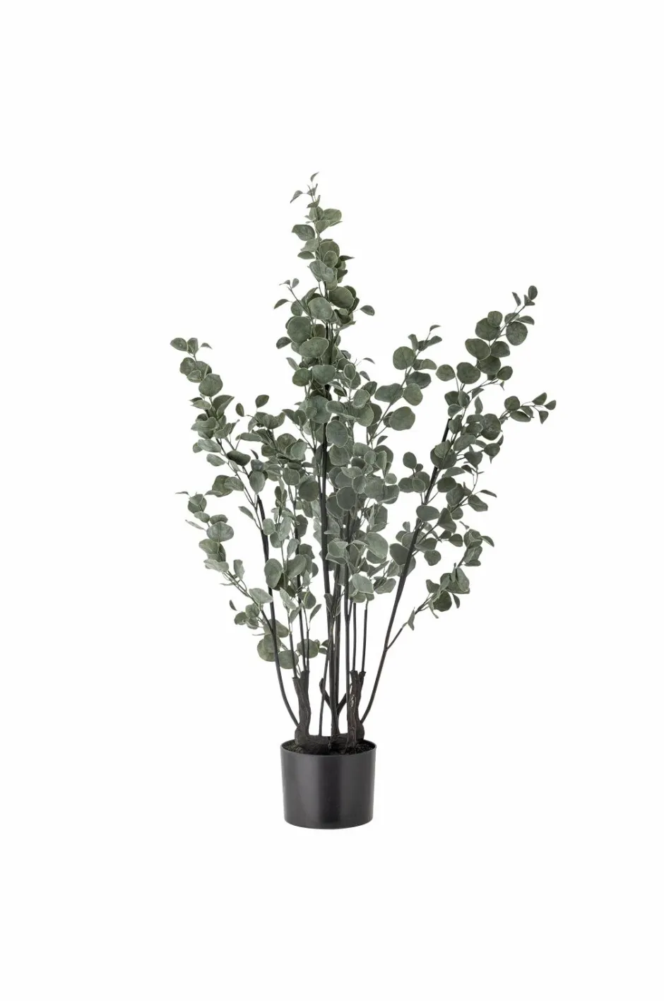 Best Eucalyptus Plante Planter & Blomster