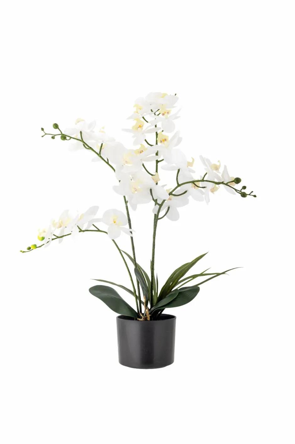 Discount Orchid Plante Planter & Blomster