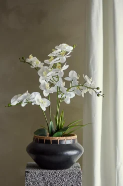 Discount Orchid Plante Planter & Blomster