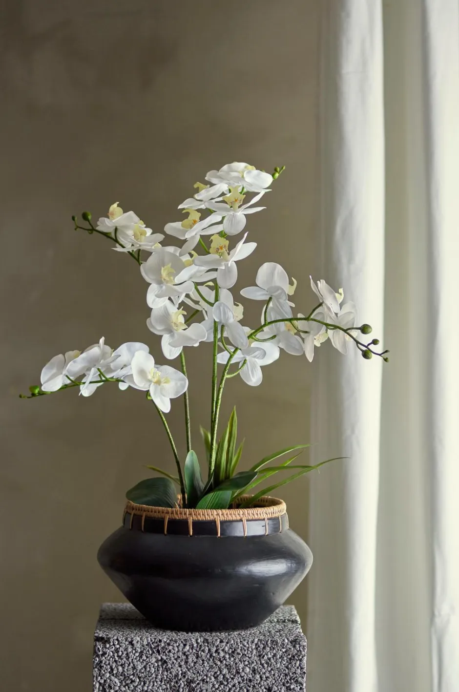Discount Orchid Plante Planter & Blomster