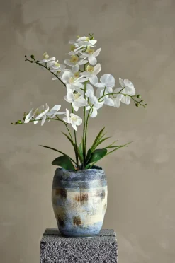 Discount Orchid Plante Planter & Blomster