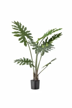 Bloomingville Philodendron Plante^ Planter & Blomster