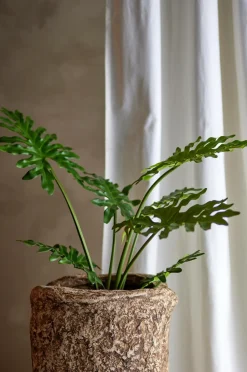 Bloomingville Philodendron Plante^ Planter & Blomster