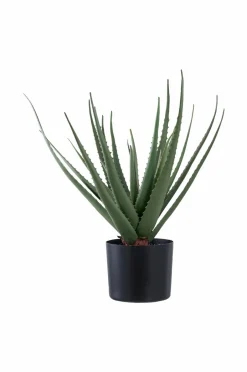 Hot Aloe vera Planter & Blomster