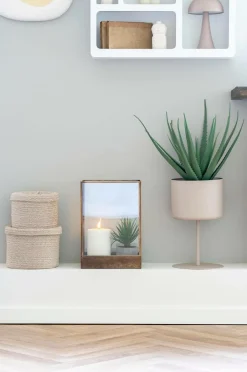 Hot Aloe vera Planter & Blomster