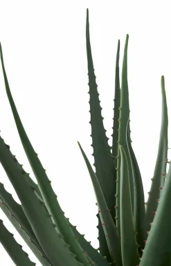 Hot Aloe vera Planter & Blomster
