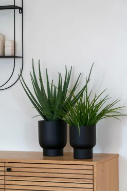 Hot Aloe vera Planter & Blomster