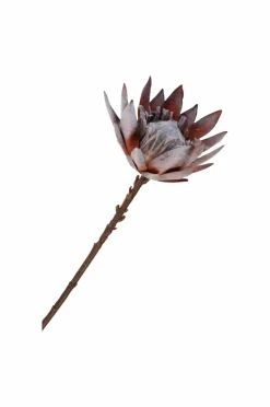 House Nordic Buket King Protea^ Planter & Blomster