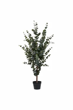 Eukalyptustræ Planter & Blomster