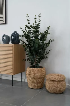 Eukalyptustræ Planter & Blomster