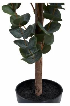 Eukalyptustræ Planter & Blomster