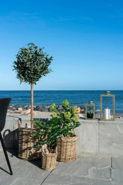 House Nordic Figentræ^ Planter & Blomster