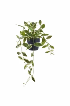 House Nordic Hoya Carnosa^ Planter & Blomster