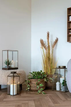House Nordic Hoya Carnosa^ Planter & Blomster