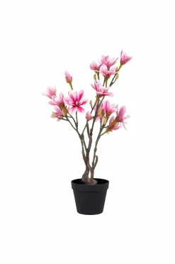 Discount Magnoliatræ Planter & Blomster