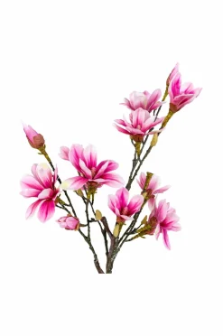 Discount Magnoliatræ Planter & Blomster