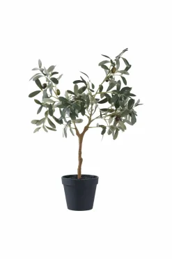 New Oliventræ Planter & Blomster