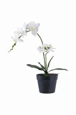 House Nordic Orkidé^ Planter & Blomster