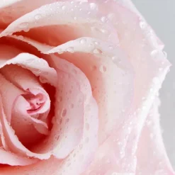 Discount Rose Care Micellar Water 400 ml Ansigtspleje